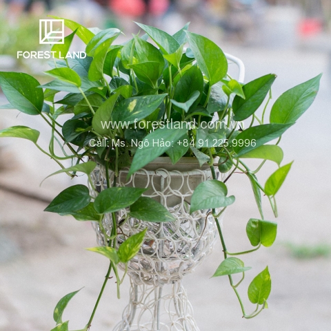 CÂY TRỒNG CHO VƯỜN ĐỨNG MODUL NGOẠI THẤT